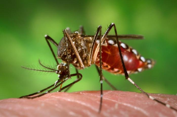 комары  Aedes aegypti