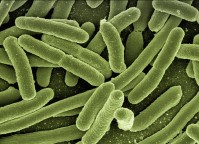 Микроорганизмы патогенные