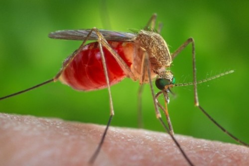 Как защититься от укусов комаров